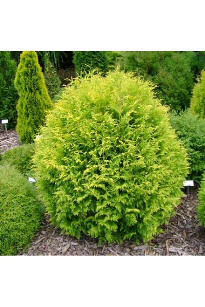 Туя западная Грин Глоб в ландшафте